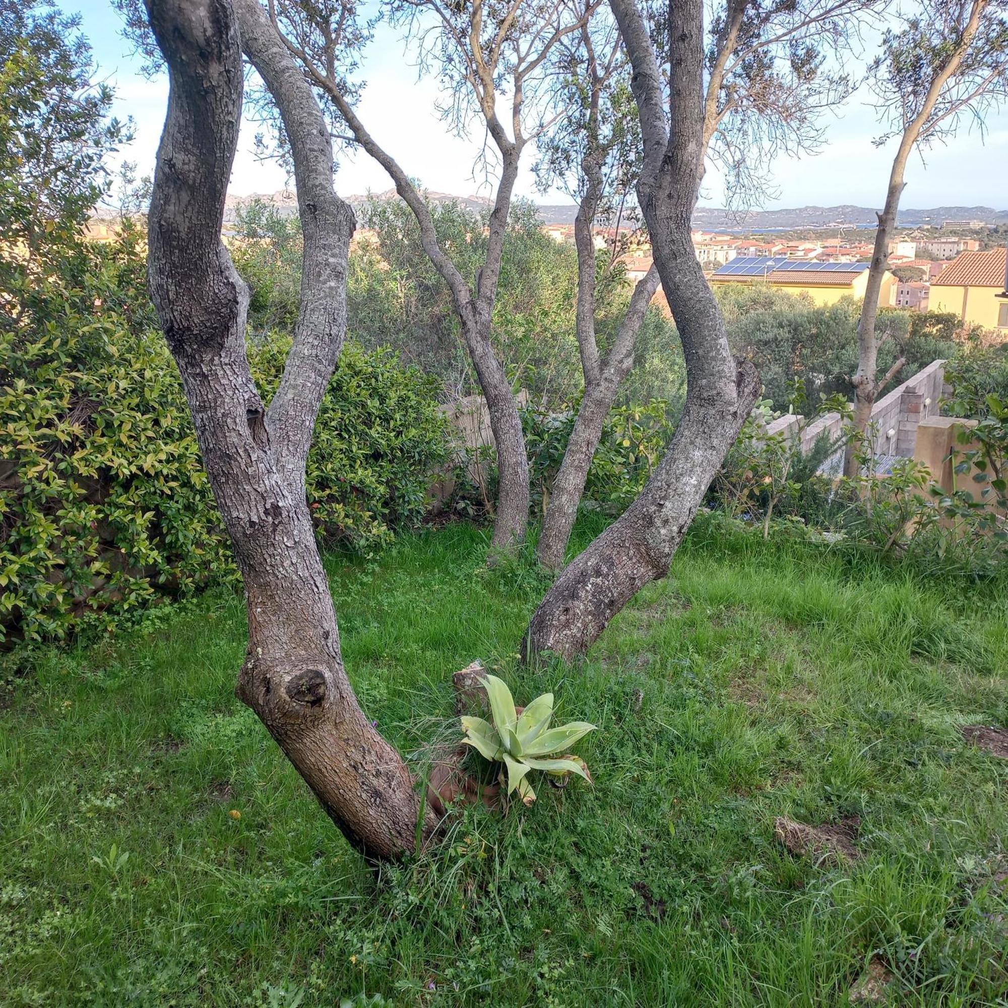Villa Graziella La Maddalena  Bagian luar foto